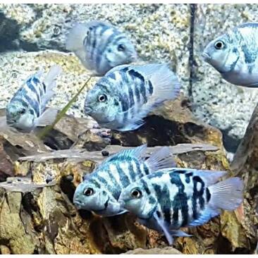 Попугай Синий Тигровый (Parrot Cichlid) 2-3см