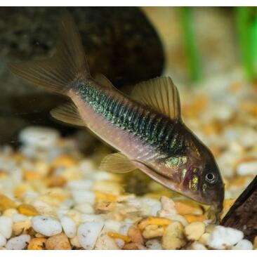 Сом Коридорас Золотистый (Corydoras)