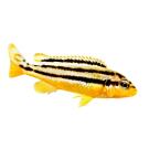 Меланохромис Ауратус (Melanochromis auratus)