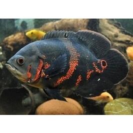Астронотус Тигровый (Astronotus)