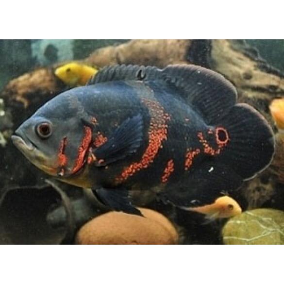 Астронотус Тигровый (Astronotus)