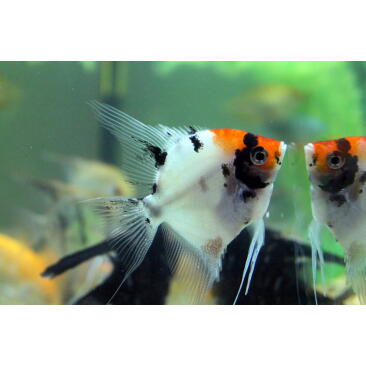 Скалярия (Pterophyllum scalare) XL
