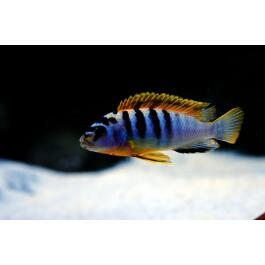 Лабидохромис Хонги (Labidochromis sp. Hongi)