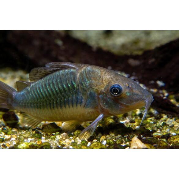 Сом Брохис изумрудный Corydoras splendens