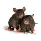 Крыса Декоративная