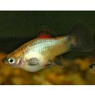 Пецилия (Xiphophorus maculatus)