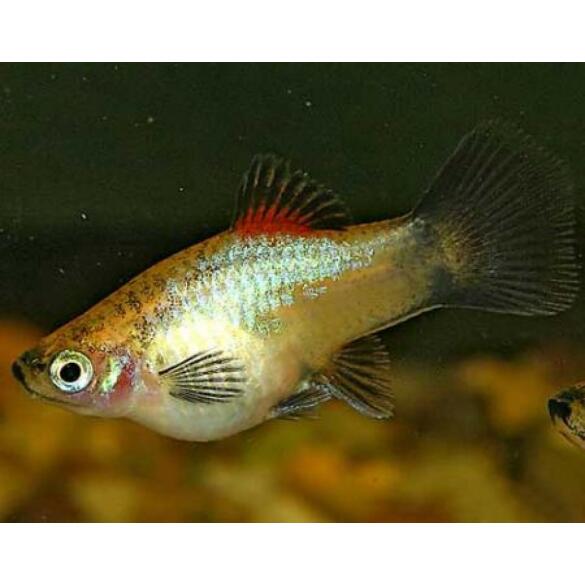 Пецилия (Xiphophorus maculatus)