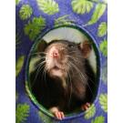 Домик-гамак из фетра Bambini Pets «Куб» для грызунов и хорьков