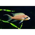 Принцесса Бурунди (Neolamprologus brichardi)