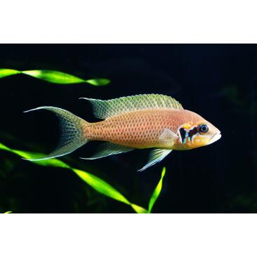 Принцесса Бурунди (Neolamprologus brichardi)