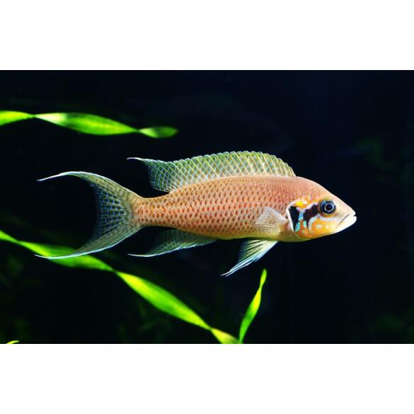 Принцесса Бурунди (Neolamprologus brichardi)