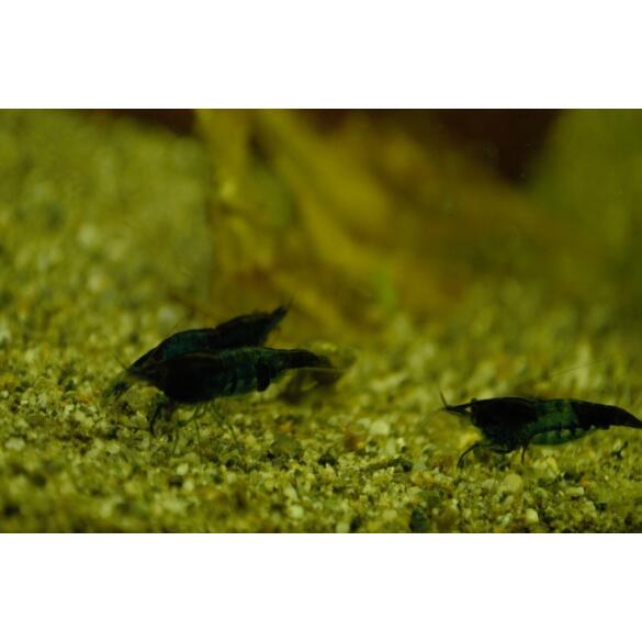 Креветка Рили (Neocaridina heteropoda var. Rili)