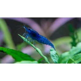Креветка Голубая Мечта (Neocaridina davidi var. "Blue Dream")