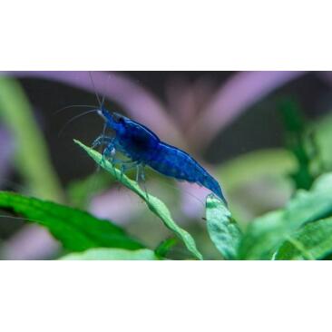 Креветка Голубая Мечта (Neocaridina davidi var. "Blue Dream")