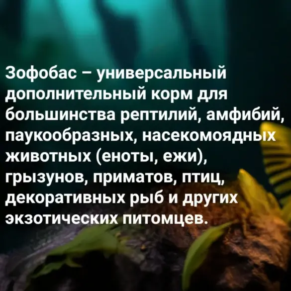 40гр Корм AQUAMENU Зофобас консервированный
