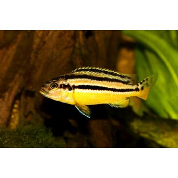 Меланохромис Ауратус (Melanochromis auratus)