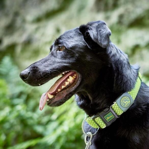 Ошейник HUNTER Collar Hilo VP охлаждающий, 40-60/L-XL, Оранжевый, сетчатый текстиль