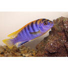 Лабидохромис Хонги (Labidochromis sp. Hongi)