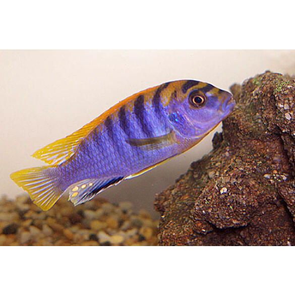Лабидохромис Хонги (Labidochromis sp. Hongi)