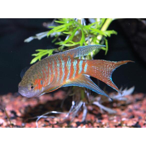 Макропод (Macropodus opercularis) 3-4 см