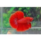 Петушок СуперДельта (Betta Super Delta)