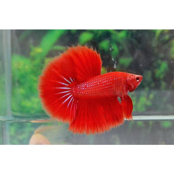 Петушок СуперДельта (Betta Super Delta)