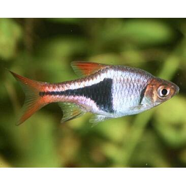 Расбора клиновидная (Rasbora heteromorpha)