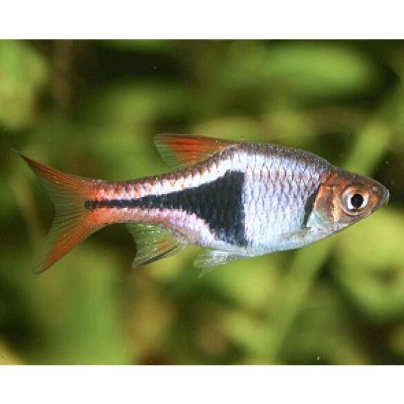 Расбора клиновидная (Rasbora heteromorpha)