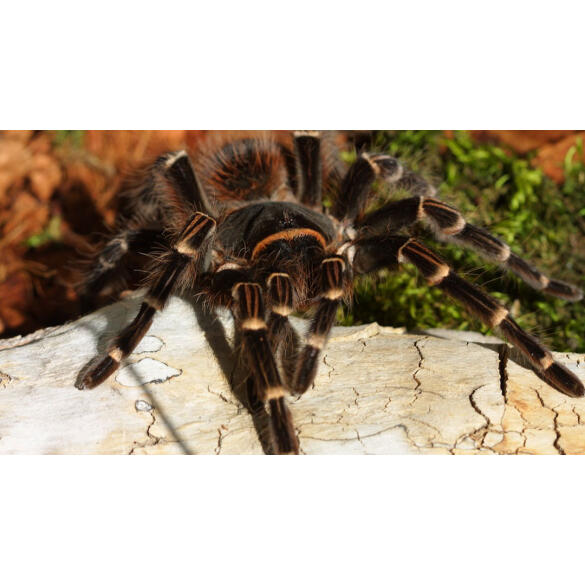 Паук-птицеед - Acanthoscurria geniculata (Самец)