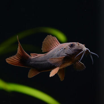 Сом Коридорас Венесуэла Блэк (Corydoras venezuelanus)