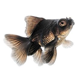 Золотая рыбка (Carassius auratus) Телескоп XL