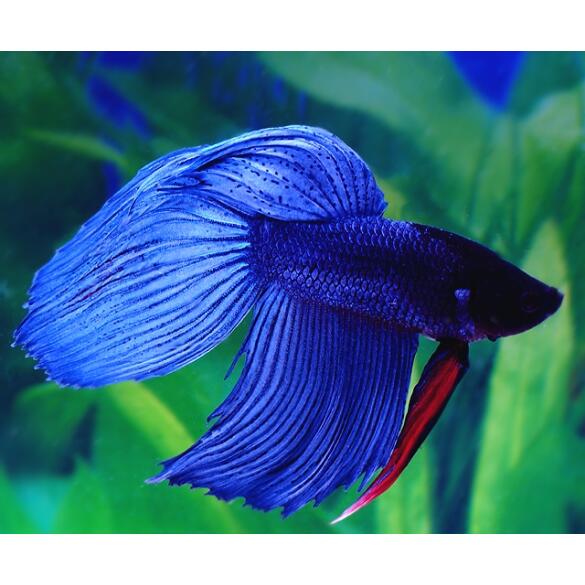 Петушок Самец 5-6см (Betta)