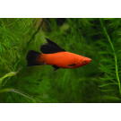 Меченосец (Xiphophorus helleri)