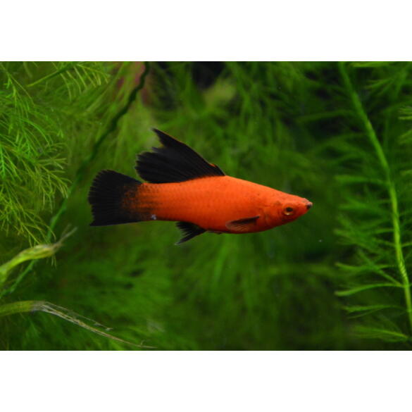 Меченосец (Xiphophorus helleri)