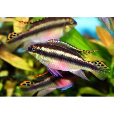 Попугайчик (Pelvicachromis pulcher) 2-3см