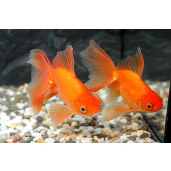 Золотая рыбка (Carassius auratus) Риукин