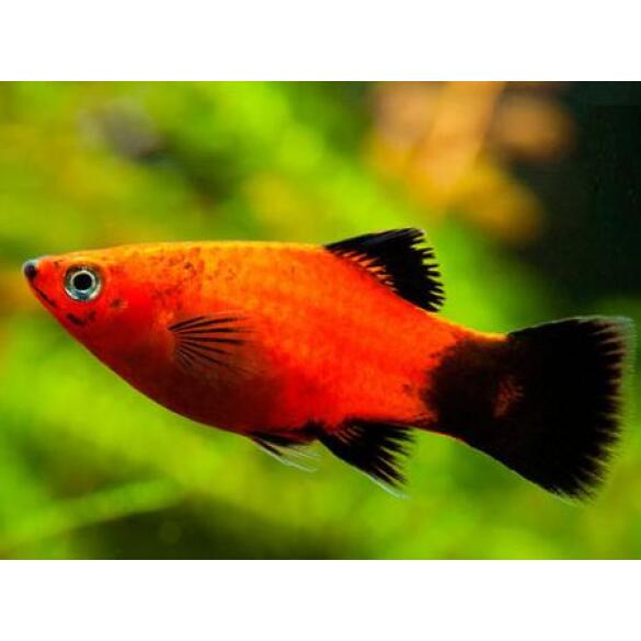 Пецилия (Xiphophorus maculatus)