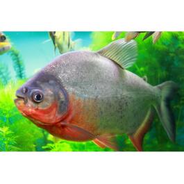 Пиранья Красный Паку (Piaractus brachypomus)