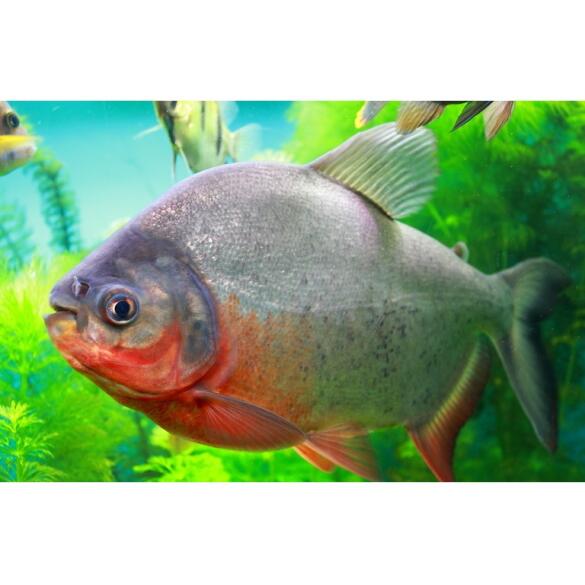 Пиранья Красный Паку (Piaractus brachypomus)