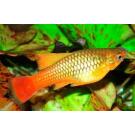 Пецилия (Xiphophorus maculatus)