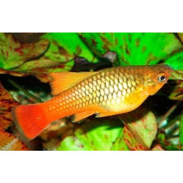 Пецилия (Xiphophorus maculatus)