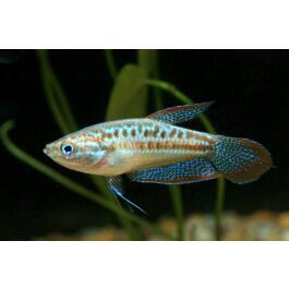 Гурами Карликовый Искрящийся 1см