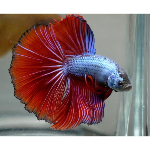 Петушок Халф Мун 5-6см (Halfmoon - Betta Splendens)