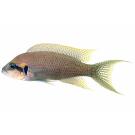 Принцесса Бурунди (Neolamprologus brichardi)