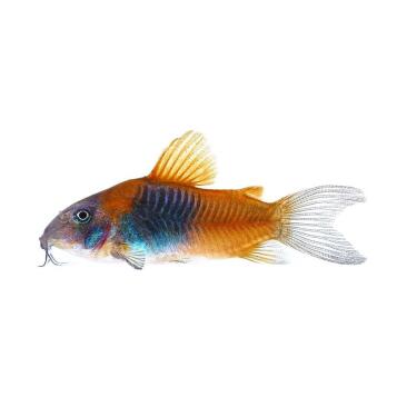 Сом Коридорас Венесуэла Оранж (Corydoras venezuelanus)