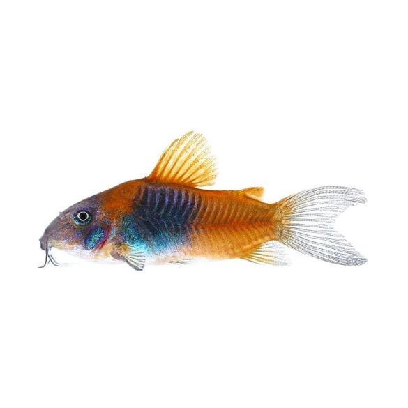 Сом Коридорас Венесуэла Оранж (Corydoras venezuelanus)