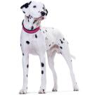 Ошейник HUNTER Collar Neoprene VP 40/S-M, Малиновый/черный