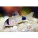 Сом Коридорас Панда (Coridoras panda)