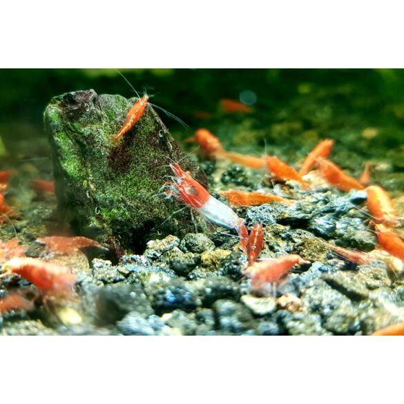 Креветка Рили (Neocaridina heteropoda var. Rili)