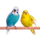 Волнистый попугай (самка)